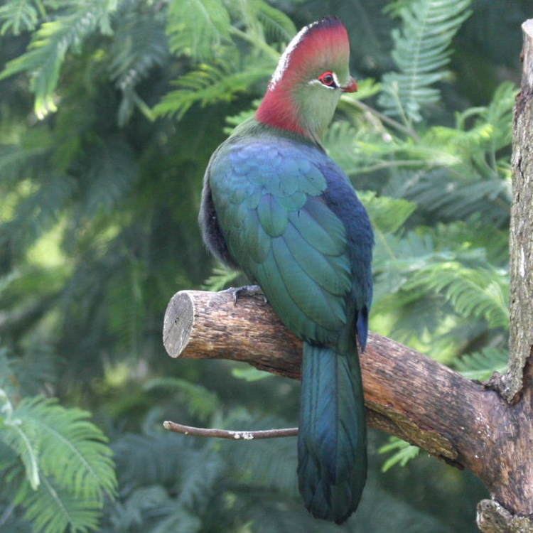 Fischer's turaco Fischer39s Turaco