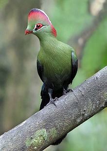 Fischer's turaco httpsuploadwikimediaorgwikipediacommonsthu