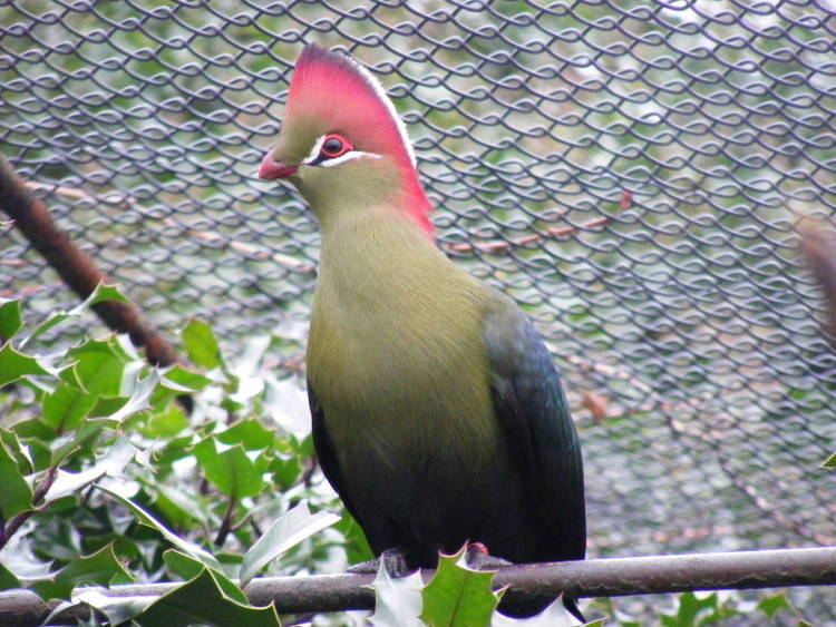 Fischer's turaco Fischer39s Turaco at London Zoo 15 January 2011 ZooChat