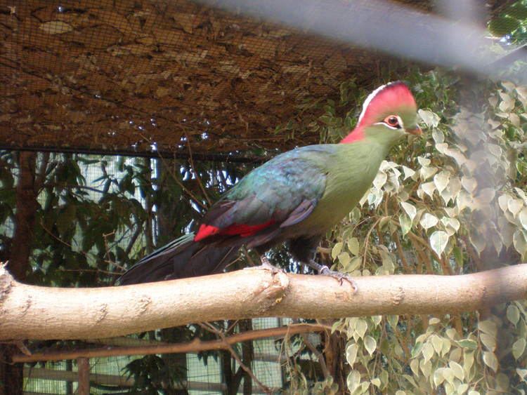 Fischer's turaco FileFischers turacoJPG Wikimedia Commons