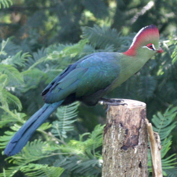 Fischer's turaco Fischer39s Turaco