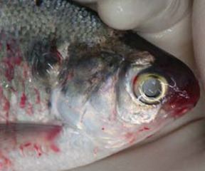 Fish diseases and parasites