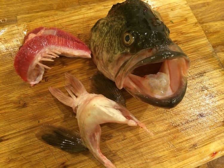 Fish head Fish Heads Delicious Yet Discarded Modern Farmer