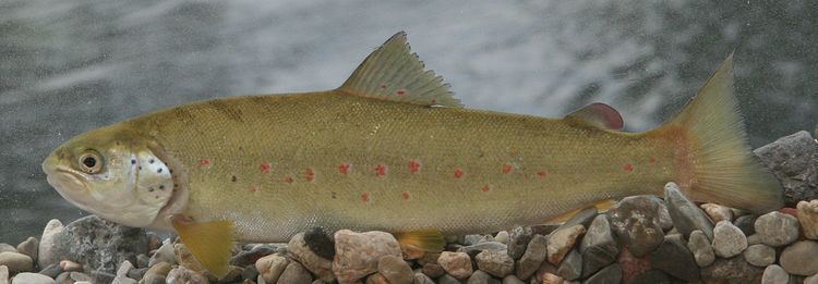 Fish species of the Neretva basin