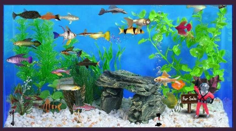 fish tycoon how long are fish pregnant