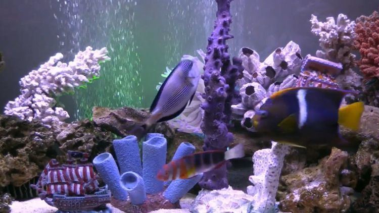 FishCenter Live Discover the wonderful webbased world of piscine sports with Adult