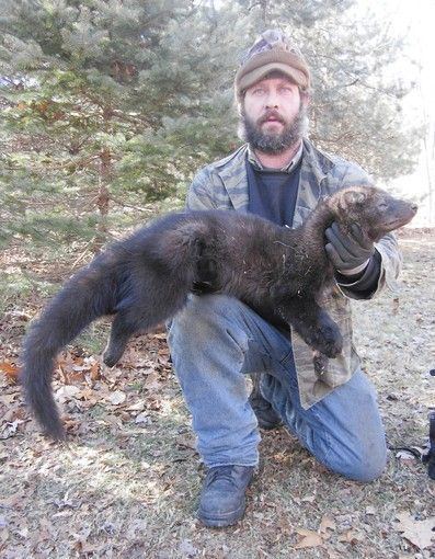 Fisher (animal) fisher animal Ron Weller with a PA fisher trapping Pinterest