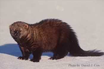 Fisher (animal) Fisher Cat Audio Animal Sounds and Noises Fisher Cat Screech