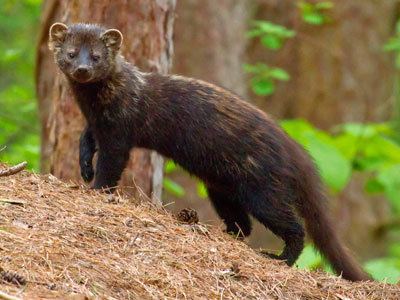Fisher (animal) 1000 images about Fisher Cat on Pinterest Nests Local news and