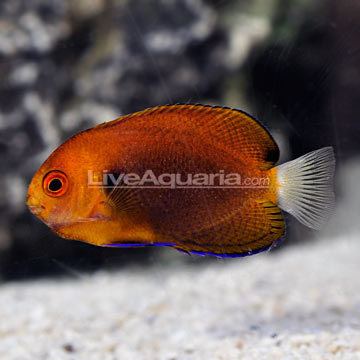 Fisher's angelfish wwwliveaquariacomimagescategoriesproductp36