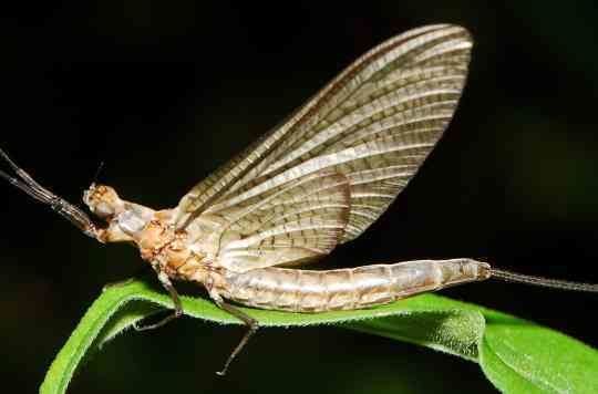 Fishfly Why fish flies are a good thing and a sign of a healthy ecosystem