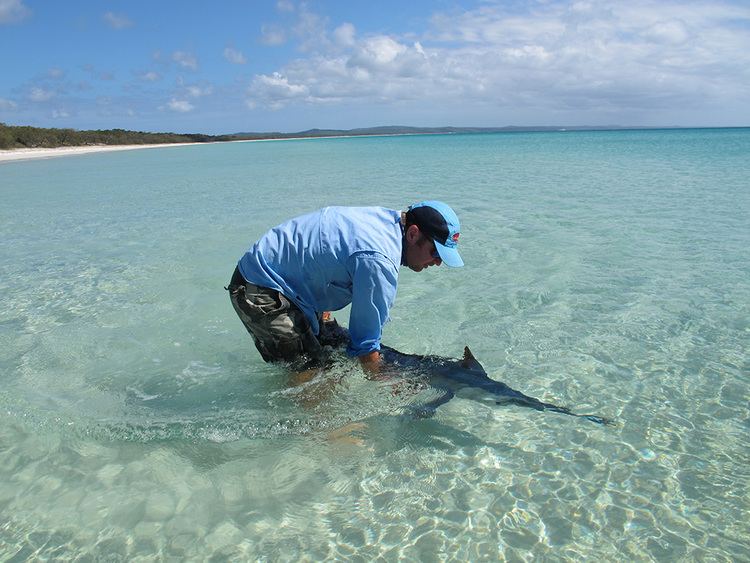 Fishing Australia Fishing the flats Daiwa Fishing Australia