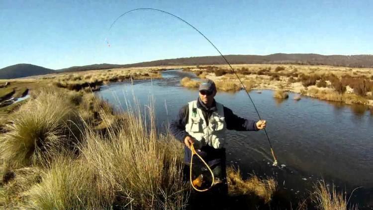 Fishing Australia Trout Fishing Australia 2012 YouTube