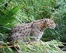 Fishing cat httpsuploadwikimediaorgwikipediacommonsthu