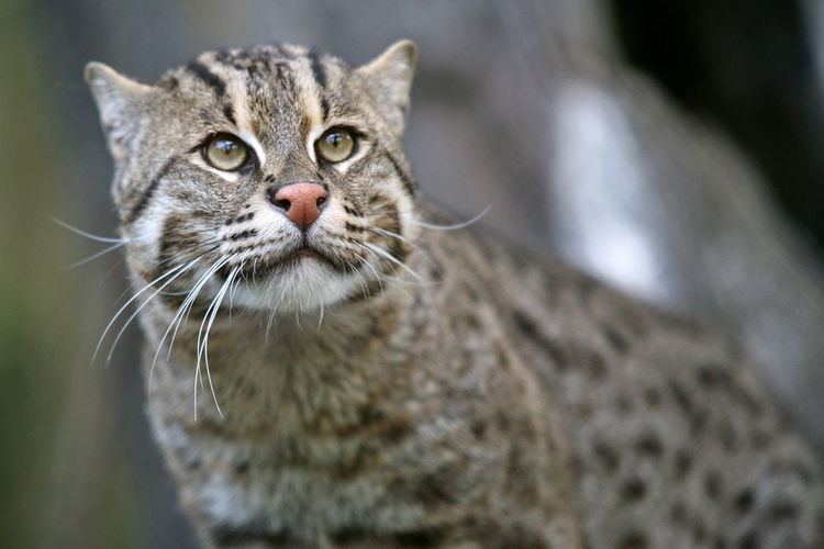 Fishing Cat – International Society for Endangered Cats (ISEC) Canada