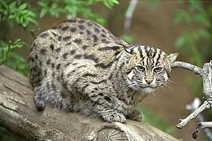 Fishing Cat – International Society for Endangered Cats (ISEC) Canada