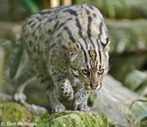 Fishing cat Fishing Cat International Society for Endangered Cats ISEC Canada