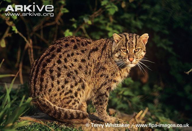 Fishing cat Fishing cat videos photos and facts Prionailurus viverrinus ARKive