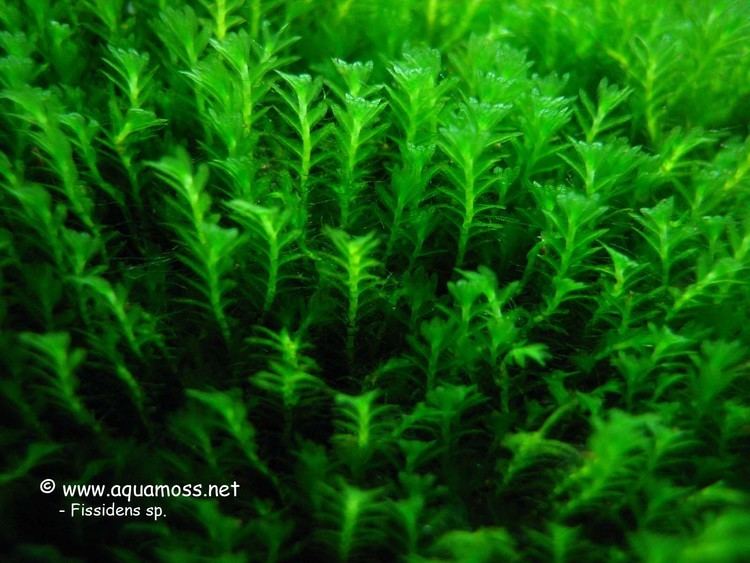 Fissidens Phoenix Moss Fissidens sp from Singapore How to grow Aquatic Moss