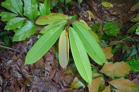 Fissistigma Fissistigma latifolium var ovoideum