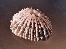 Fissurella nodosa httpsuploadwikimediaorgwikipediacommonsthu