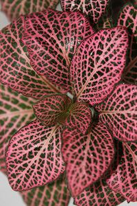 Fittonia Plant Care for Fittonia House Plants amp Flowers