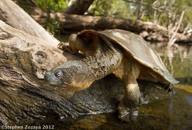 Fitzroy River turtle Fitzroy River Turtle Rheodytes leukops Connors River Qu Flickr