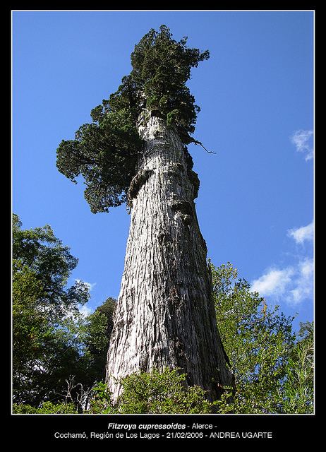 Fitzroya Fitzroya cupressoides rboles Chilebosque