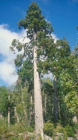 Fitzroya Fitzroya cupressoides Threatened Conifers of the World