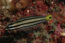 Five-lined cardinalfish httpsuploadwikimediaorgwikipediacommonsthu