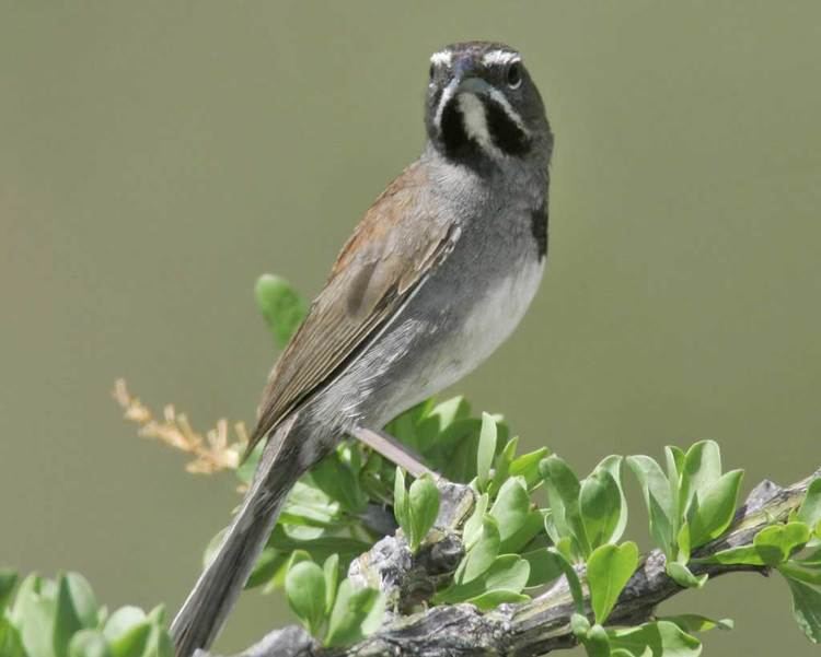 Five-striped sparrow Fivestriped Sparrow Audubon Field Guide