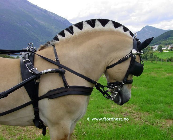 Fjord horse 1000 ideas about Fjord Horse on Pinterest Horses Arabian horses