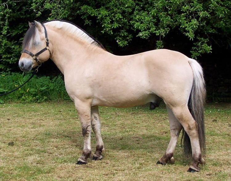 Fjord horse Birk Halsnaes 2jpg