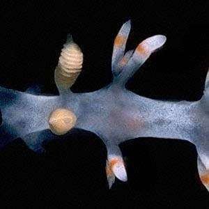 Flabellina bicolor The Sea Slug Forum Flabellina bicolor