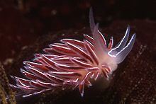 Flabellina capensis httpsuploadwikimediaorgwikipediacommonsthu