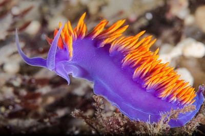 Flabellina iodinea pictures from scuba diving hiking mountaineering Photo Keywords