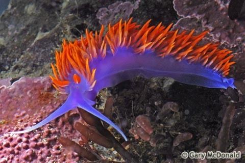 Flabellina iodinea Flabellinaiodinea