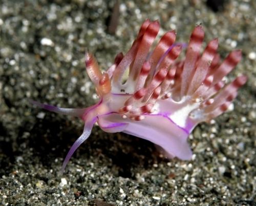 Flabellina rubrolineata Flabellina rubrolineata O39Donoghue 1929 Flabellinidae Nudi Pixel
