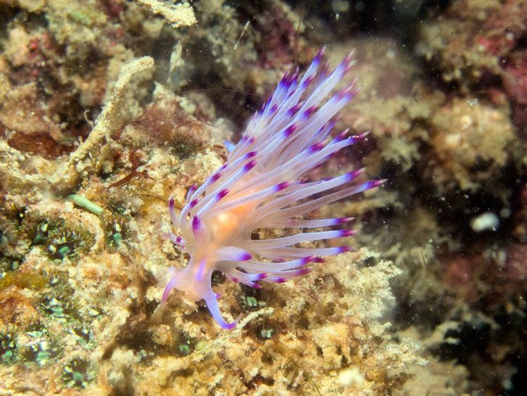 Flabellina rubrolineata Flabellina rubrolineata Chaloklum Diving Koh Phangan Thailand