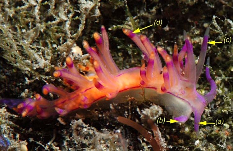 Flabellina rubrolineata Description and caracteristics of Flabellina rubrolineata find in