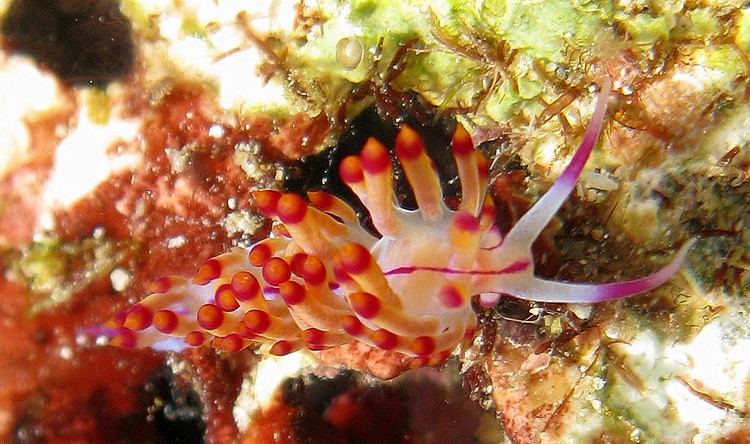 Flabellina rubrolineata httpsuploadwikimediaorgwikipediacommons77