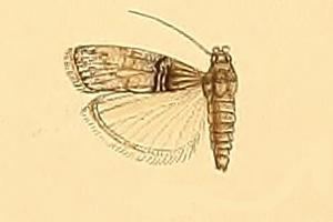 Flabellobasis capensis