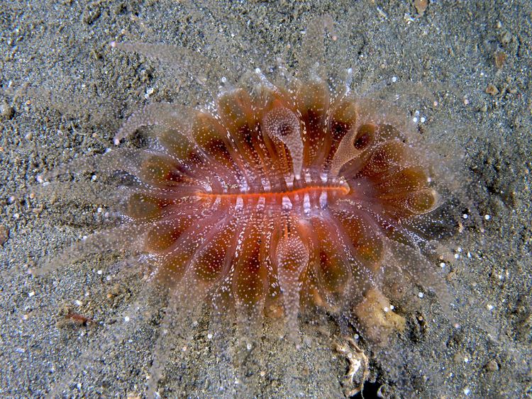 Flabellum (coral) httpsuploadwikimediaorgwikipediacommonscc