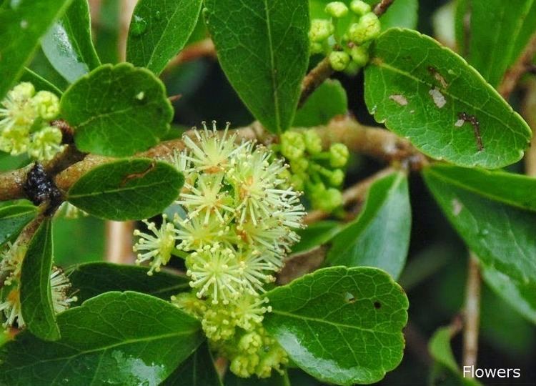 Flacourtia indica UguressaFlacourtia indica Herbal plants Sri Lanka