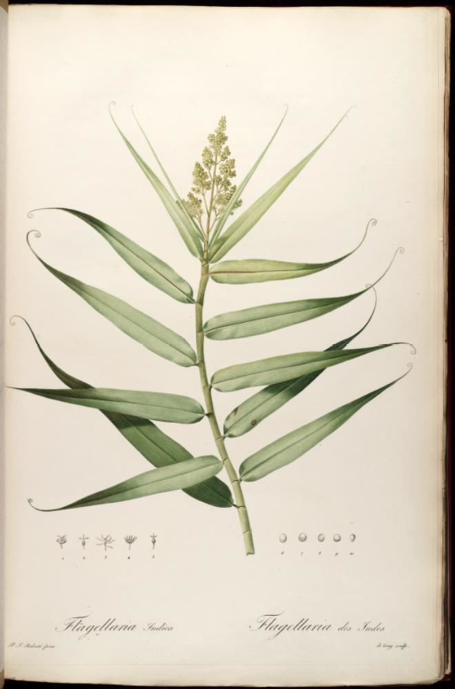 Flagellaria indica Flagellaria indica Wikipedia