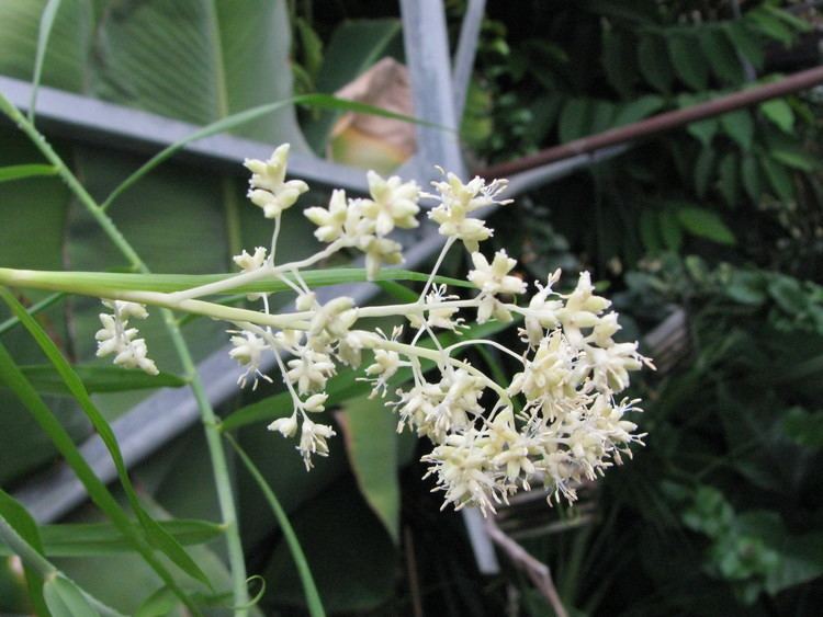 Flagellaria indica Flagellaria indica Flagellariaceae Supplejack Whip vine