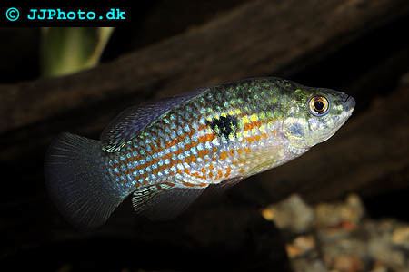 Flagfish American Flag Fish ProfileJordanella floridae with care