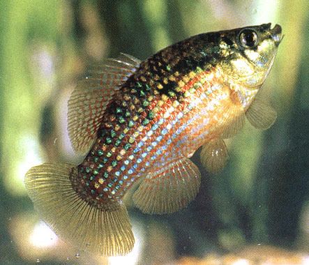 Flagfish Flagfish Wikipedia