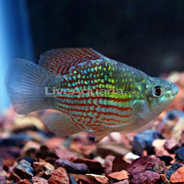 Flagfish Tropical Fish for Freshwater Aquariums American Flagfish Killifish
