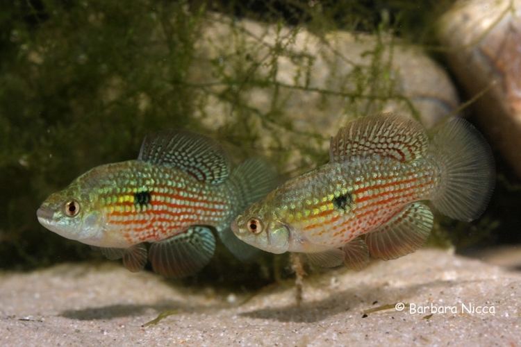 Flagfish Jordanella floridae Florida Flagfish Cyprinodon floridae